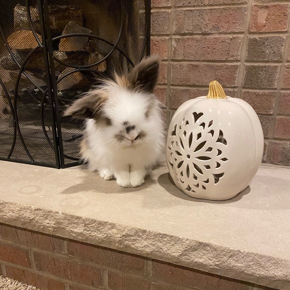 Meet your Posher, Valerie - Picture 1 of 1